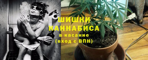 индика Каменногорск